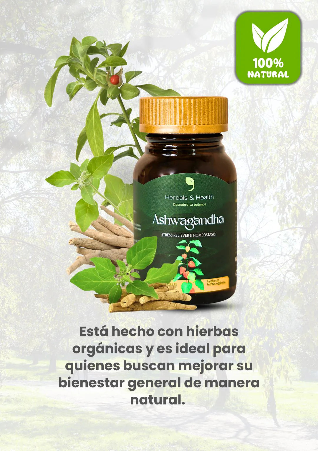 ASHWAGANDHA AMERICANO | ALTA CONCENTRACIÓN | 500 mg | 60 Cápsulas NUEVA FORMULA TOMA 2 AL DÍA .🎯 Controla el Estrés y Duerme Mejor . LLEVE 4 Y TE REGALAMOS 1 +